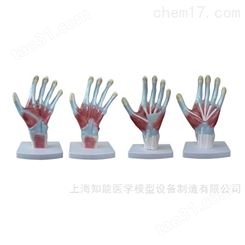 手掌解剖模型-手掌模型-手掌结构模型-手掌骨骼肌肉模型