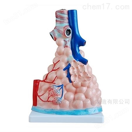 肺泡解剖放大模型-肺泡解剖模型-肺泡放大模型