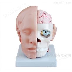 头部解剖结构模型-头部脑动脉结构模型